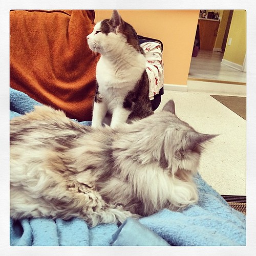 Luv "Pretending" To Ignore Rishi #catoftheday... | by akilasarathy