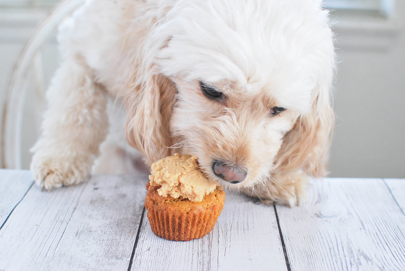 Peanut Butter Pupcakes - your pup deserves a treat! Dog-friendly peanut butter carrot cupcakes with a peanut butter frosting and a bone on top!