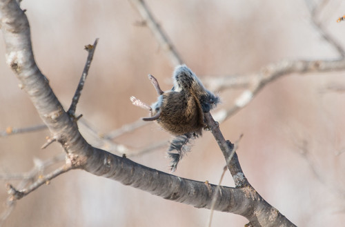 Northern Shrike cache