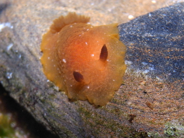 Orange Peel Nudibranch-Doriopsilla carneola