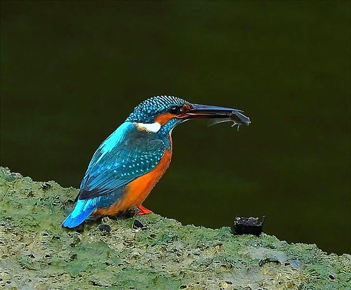 Common Kingfisher | by NatureInYourBackyard