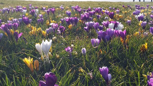 springtime | by samm.doyle
