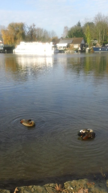 Harlequin Ducks on Thames Near Walton-on-Thames