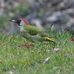 Backyard visitor: Green woodpecker