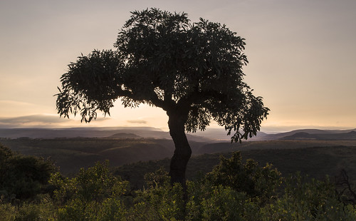 tree southafrica cabbagetree mpumalanga lydenburg cussoniaspicata pwlandscape kuduranch kuduprivatenaturereserve kudugameranch