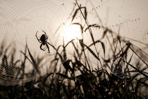 fujifilm xt1 fujinonxf35mmf14r sunrise dawn morning haze fog mist nature spider spiderweb spidersweb web dew ripe water drops droplet bokeh depthoffield outdoor grass macro