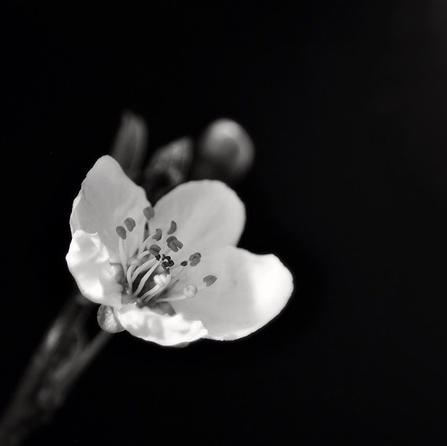 Peach Blossom (Explore)