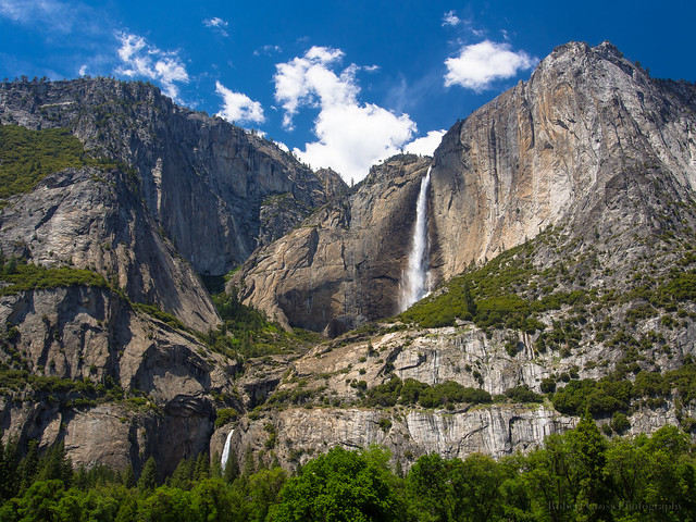 Pining for Yosemite