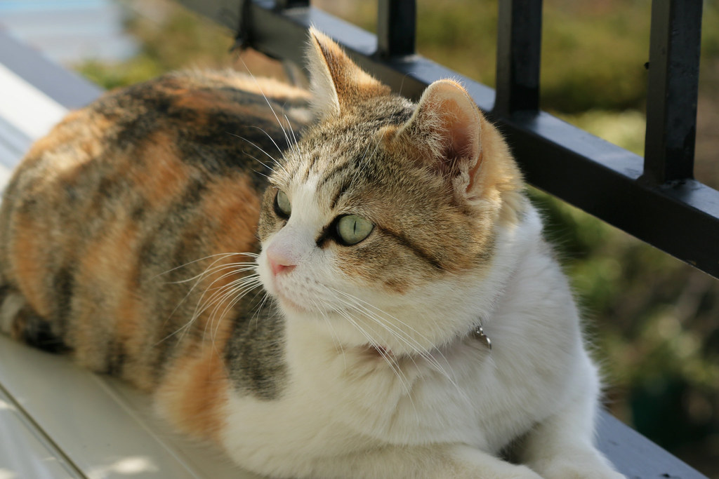 Img 6796 縞三毛猫 Calico Japanese Cat Soro 556 Flickr