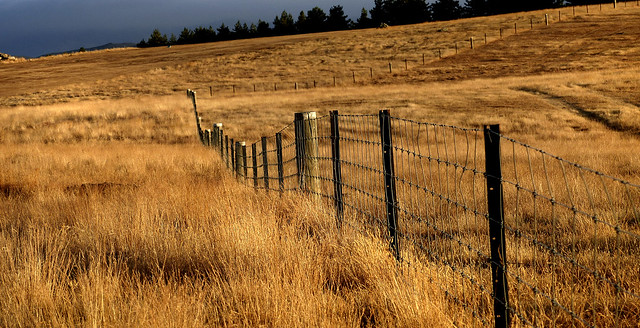 Along the fence line.