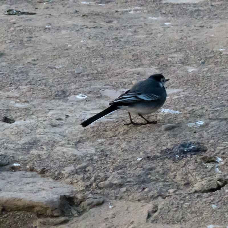 Wagtail near the shore