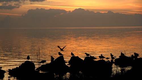 sunset sea water birds