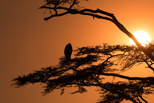 sunset tanzania mara serengeti stork tz maraboustork serengetinationalpark mycteriaibis