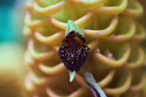 Honey comb flower | by Liliana Noreña