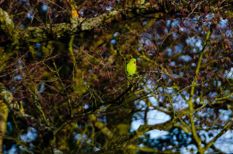 West Park parakeets eating alder seeds