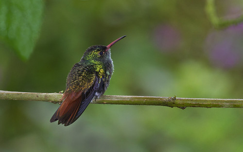 costarica hummingbird naturereserve brauliocarrillo rufoustailedhummingbird amaziliatzacatl eltapir