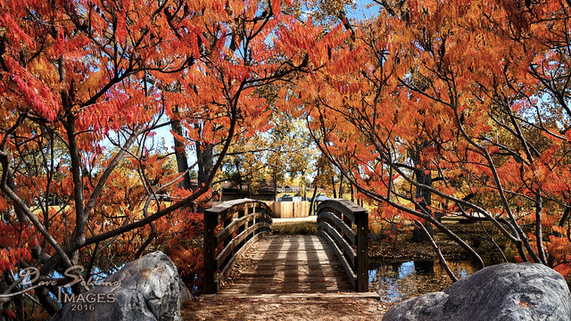 Walking Bridge in Fall