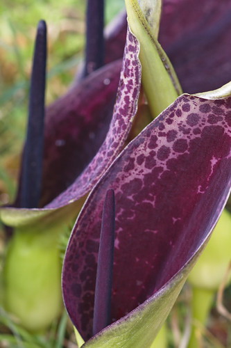 ARUM DIOSCORIDES DSC04419 _resize | by Vira Natura Botanical Tours