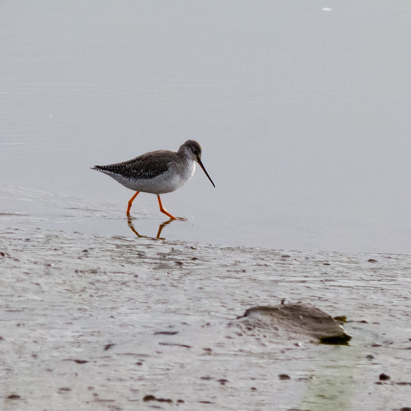 Spotted redshank feeding