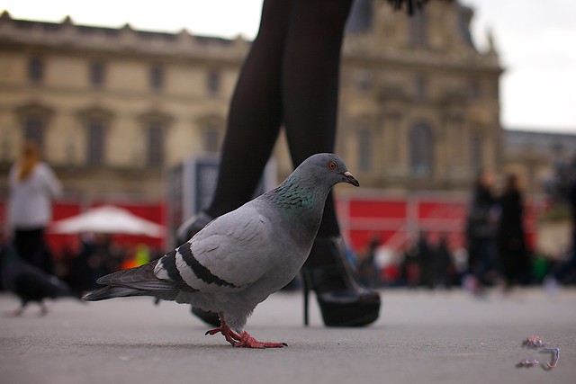 Paris et ses pigeons