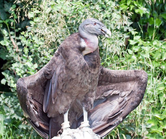 Turkey Vulture at Madrid Zoo