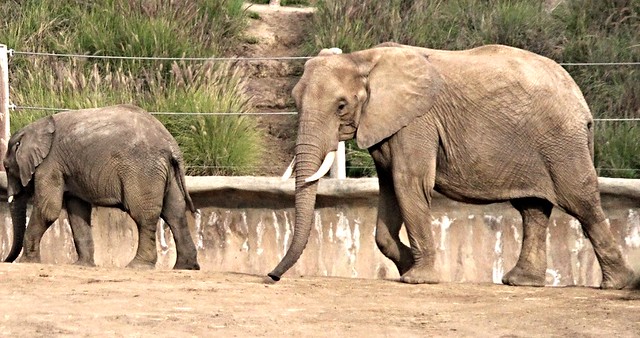 African Elephants -