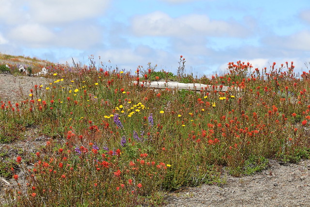 Wildflowers at Johnston Ridge Observatory