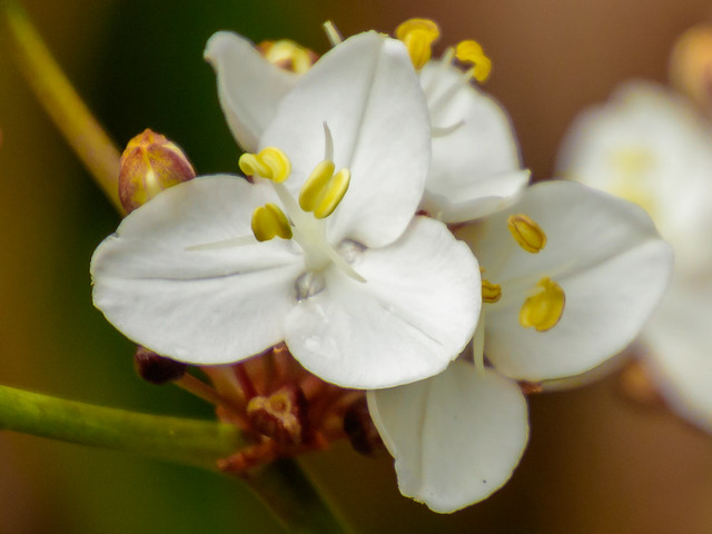 White Blossom