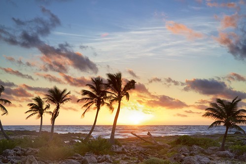 wild sky beach nature leaves clouds sunrise palms mexico monkey resort iguana rays