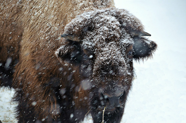 Snowy Buffalo