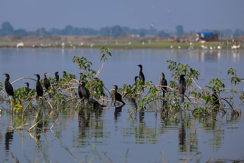 india nature birding maharashtra bhigwan baramati