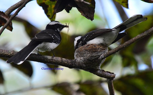 White Browed Fantail. | by clarencecooray