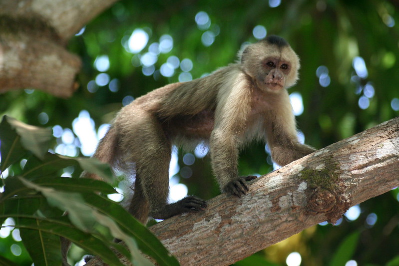 Mono en arbol (Hato Piñero, Venezuela)