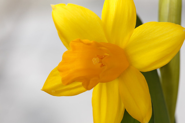Daffodil shining on you
