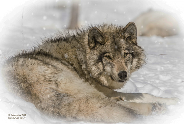 CANADIAN TIMBER WOLF