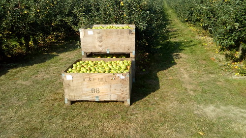 Picked apples 