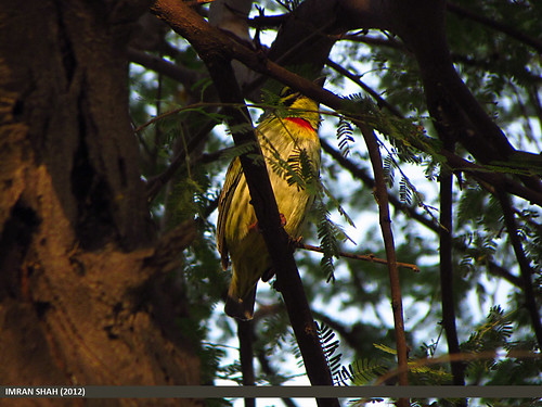 pakistan birds geotagged wings wildlife feathers location species punjab category avifauna coppersmithbarbetmegalaimahaemacephala imranshah sulemanki