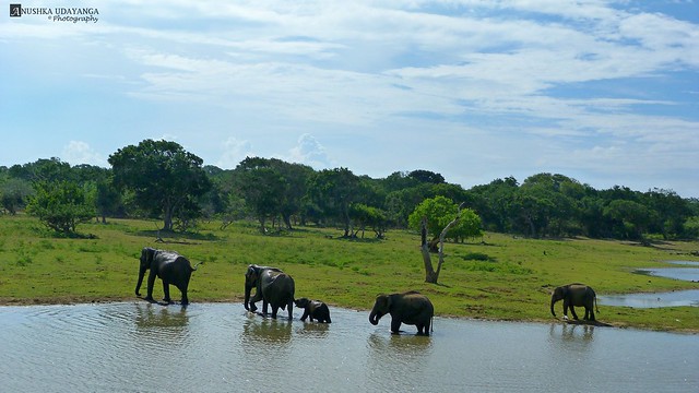 Elephant herd at Yala national park sri lanka