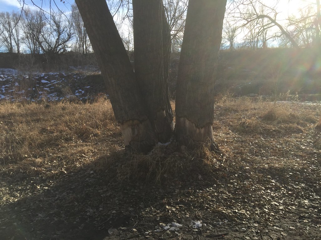 Shooks Run Trail, near Heatwave Half Marathon/5K/10K - Colorado Springs