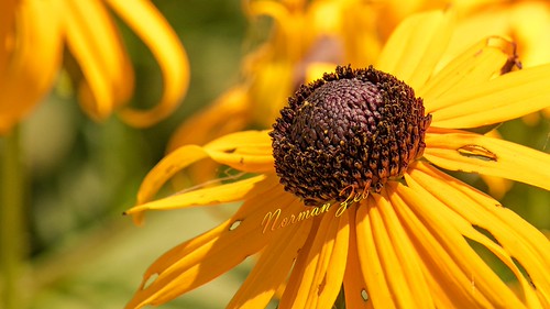 Wild Flower 2 | by Norman Zeb