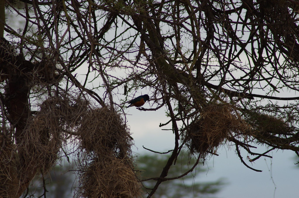 Nesting Birds | Flickr