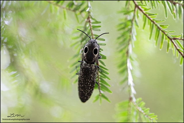 Eastern Eyed Click Beetle