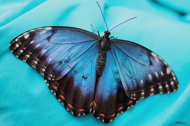 ... Blauer Morphofalter (Morpho peleides) ...