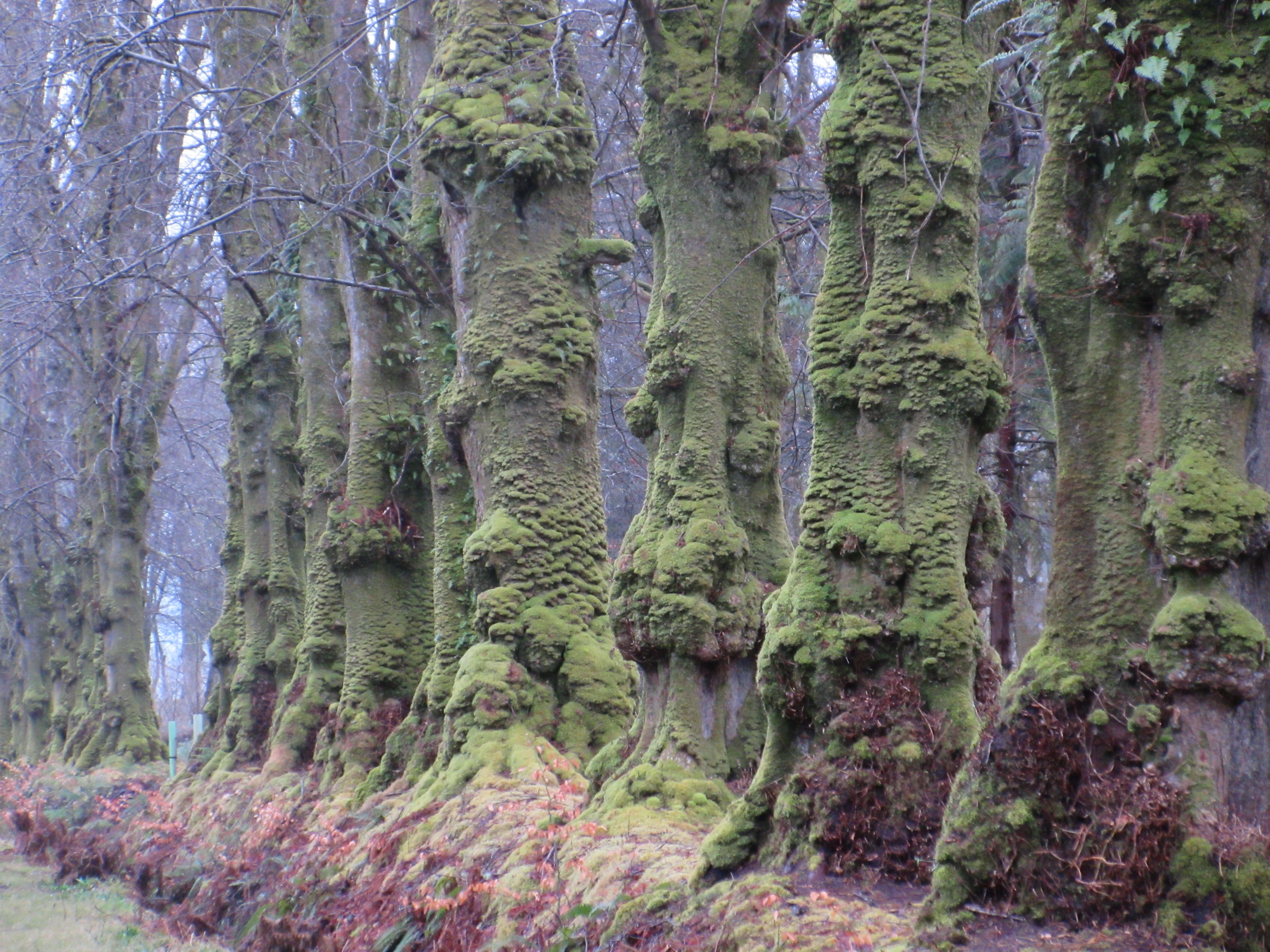 Moss-covered Trees in the Lime Avenue I, Mount Stuart, Bute, Scotland, 4 April 2018