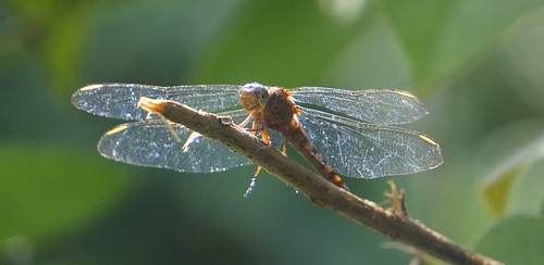 unidentifieddragonfly anisopteraindet dragonfly libellulidae insect fauna bayelsastate nigeria nigerdelta westafrica koroama koroamaforest