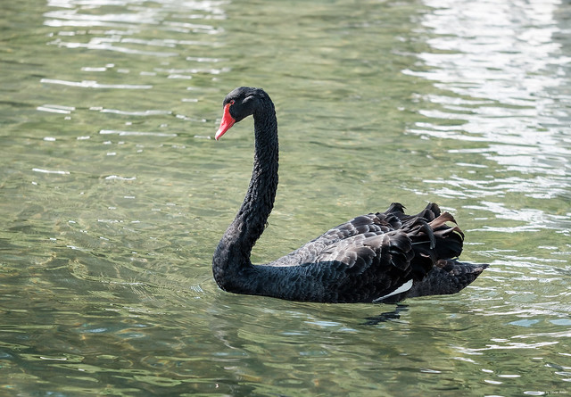 Black swan in Senningen Castle