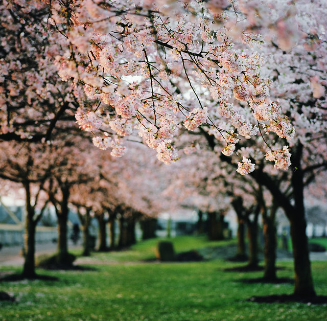 cherry blossoms + ektar