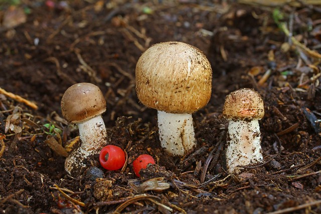 Agaricus impudicus Tufted Wood Mushroom Lynford Arboretum 22.9.17 (2)
