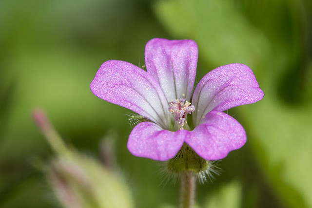Herb-Robert flower