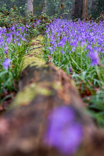 Fallen Tree with Bluebells